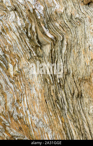 Queste rocce formate da depositi di limo circa sei milioni di anni fa sono stati piegati e ritorti nel corso degli anni Foto Stock