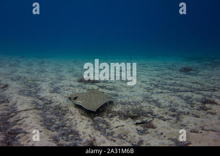 Bullray, Aetomylaeus bovnius, dal Mar Mediterraneo. Il nuoto e la caccia sul fondale. Catturate in Malta. Foto Stock