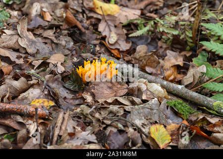 Calocera viscosa, comunemente noto come il giallo stagshorn Foto Stock