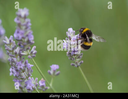 Buff-tailed Bumblebee,Bombus terrestris, singolo adulto alimentazione su fiori di lavanda, Lea Valley, Essex, Regno Unito Foto Stock