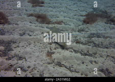 Bullray, Aetomylaeus bovnius, dal Mar Mediterraneo. Il nuoto e la caccia sul fondale. Catturate in Malta. Foto Stock