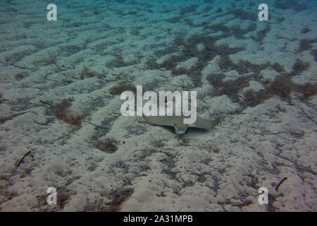 Bullray, Aetomylaeus bovnius, dal Mar Mediterraneo. Il nuoto e la caccia sul fondale. Catturate in Malta. Foto Stock