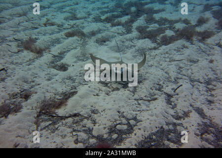 Bullray, Aetomylaeus bovnius, dal Mar Mediterraneo. Il nuoto e la caccia sul fondale. Catturate in Malta. Foto Stock