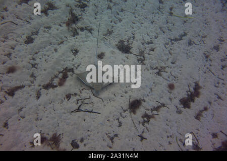 Bullray, Aetomylaeus bovnius, dal Mar Mediterraneo. Il nuoto e la caccia sul fondale. Catturate in Malta. Foto Stock