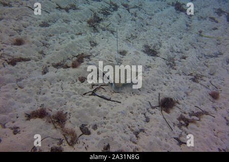 Bullray, Aetomylaeus bovnius, dal Mar Mediterraneo. Il nuoto e la caccia sul fondale. Catturate in Malta. Foto Stock