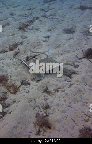 Bullray, Aetomylaeus bovnius, dal Mar Mediterraneo. Il nuoto e la caccia sul fondale. Catturate in Malta. Foto Stock