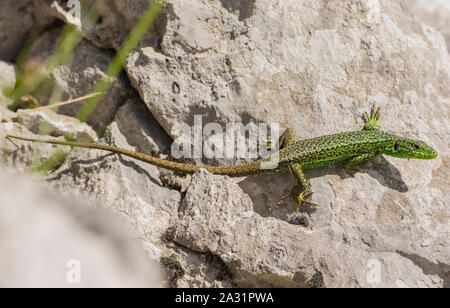 Maschio iberica occidentale Rock Lizard (Iberolacerta monticola) crogiolarvi al sole su una roccia tra le alte montagne del Parco Nazionale Picos de Europa, Spagna Foto Stock