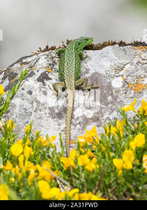 Maschio iberica occidentale Rock Lizard (Iberolacerta monticola) crogiolarvi al sole su una roccia tra le alte montagne del Parco Nazionale Picos de Europa, Spagna Foto Stock