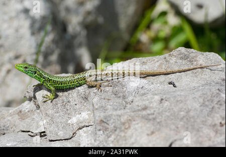 Maschio iberica occidentale Rock Lizard (Iberolacerta monticola) crogiolarvi al sole su una roccia tra le alte montagne del Parco Nazionale Picos de Europa, Spagna Foto Stock