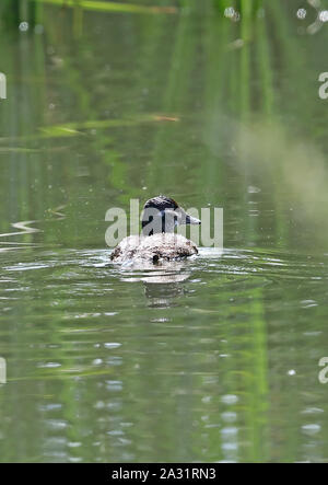 Il lago di anatra (Oxyura vittata) femmina adulta nuoto sul flusso reedy centro Cile Gennaio Foto Stock