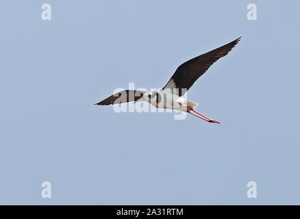 White-backed Stilt (Himantopus himantopus melanurus) adulto in volo centro Cile Gennaio Foto Stock