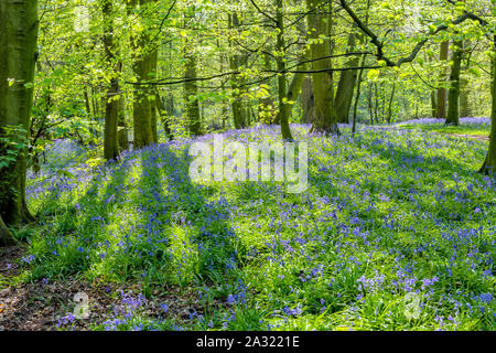 Bluebell woodland, Alsager, Cheshire Foto Stock