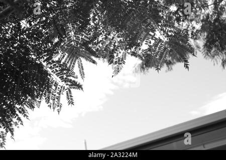 Fotografia in bianco e nero di felci contro il cielo Foto Stock