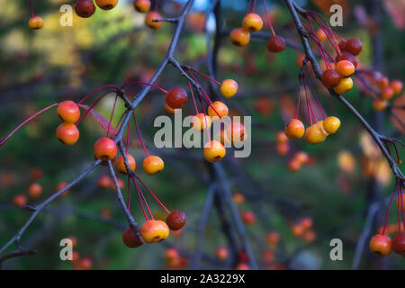 Siberian crab apple Malus baccata bacche rosse appese sul ramo. Messa a fuoco selettiva e profondità di campo. Foto Stock