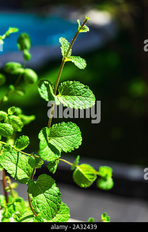 Fresco verde menta o foglie di menta sul naturale sfocare lo sfondo con la luce del sole. Close up di menta piperita. Alimentazione sana Dieta concetto. Foto Stock