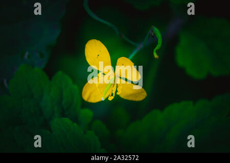 Fiore giallo su sfondo verde Foto Stock