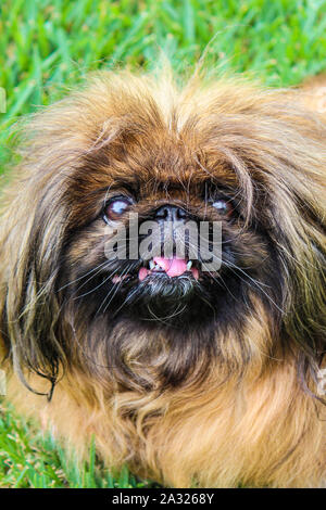 Marrone carino con i capelli lunghi Pekingese dog, femmina adulta. Noto anche come Pekinese, Pechino Lion cane o il cinese Spaniel. Di razza, pedigree. Fotografato all'aperto, erba verde in background. Foto Stock