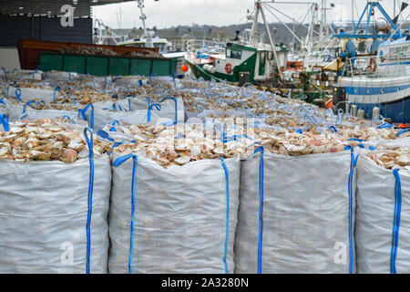 Sacchetti con smerlo vuoto guscio per la trasformazione e barche per la cattura di capesante Foto Stock