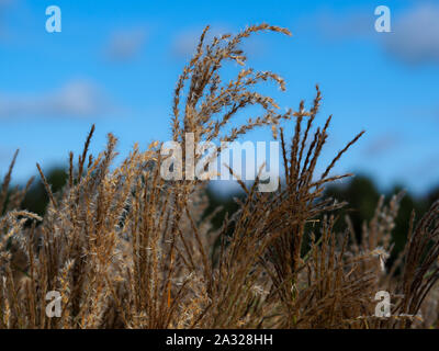 Tall miscanto (miscanthus sinensis) contro un Cielo di estate blu Foto Stock