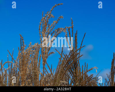 Tall miscanto (miscanthus sinensis) contro un cielo blu chiaro in un giardino estivo Foto Stock