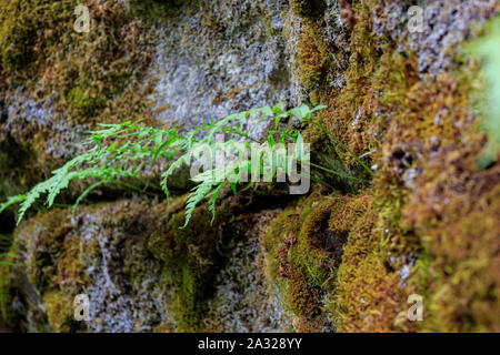 Liquirizia Felce, Many-Footed Fern, radice dolce Foto Stock