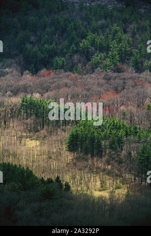 Vista aerea di un Bosco in autunno Foto Stock