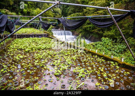 Campi di Wasabi sulla penisola di Izu. Wasabi ha bisogno di molta acqua. Le piante sono in corso e acqua pulita dalle montagne Foto Stock