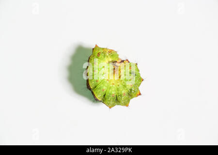 Raggomitolati caterpillar isolato su uno sfondo bianco Foto Stock