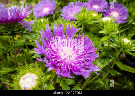 Fiordaliso viola-come il fiore del ardito perenne Stokesia laevis. Foto Stock