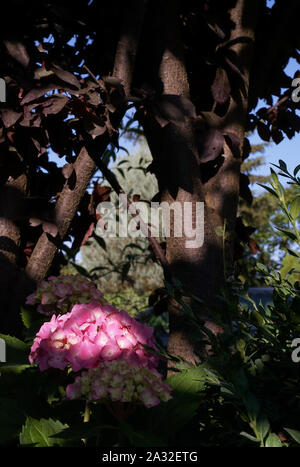 I fiori delle ortensie all'ombra di alberi di estate in giardino Foto Stock