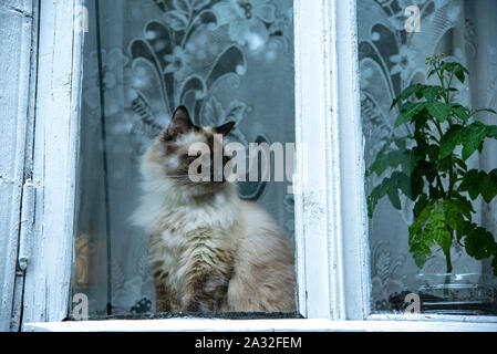 Fluffy cat seduta sul davanzale dietro il vetro Foto Stock