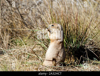 Nero-tailed prairie dog (Cynomys ludovicianus) Foto Stock