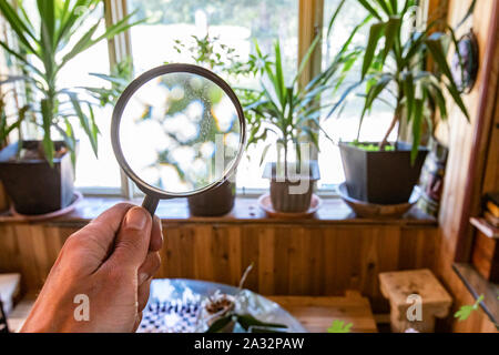 Houseplants sono visibili attraverso una lente di ingrandimento nel corso di una ispezione iniziale, vasi di piante verdi su un davanzale in una family room con sfondo sfocato. Foto Stock