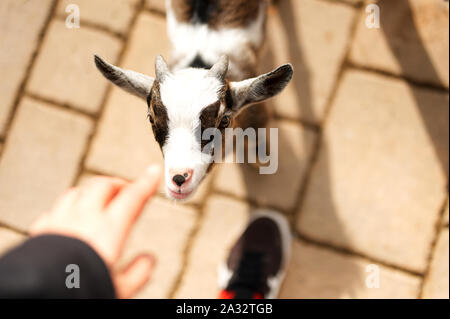 Ritratto di un giovane capra cercando nella fotocamera Foto Stock