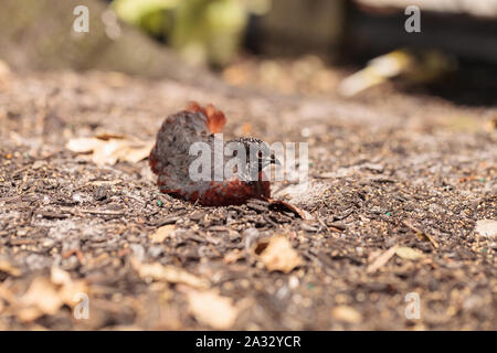 Dipinti cinesi quaglia anche chiamato re quaglia Excalfactoria chinensis coppia accoppiata iniziano a nidificare insieme. Foto Stock