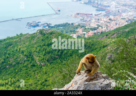 Barbary Macaque (Macaca sylvanus) in Yemma Gouraya, Bugia, Algeria Foto Stock