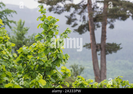 Nocciolo durante la pioggia nella foresta delle Highlands nella regione di Svaneti della Georgia in giugno. Natura del Caucaso. Nocciola cresce in natura. Foto Stock
