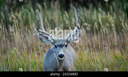 Mule Deer buck/ stag (Odocoileus hemionus) Jefferson county, Colorado, STATI UNITI D'AMERICA Foto Stock