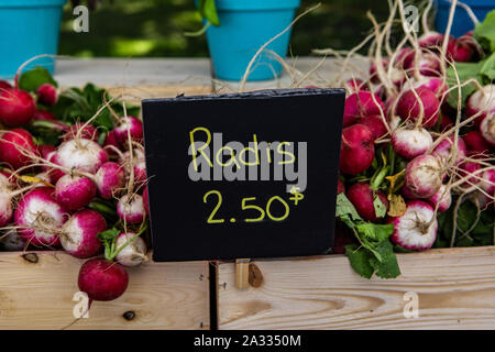 Ravanelli freschi sono visti per la vendita in contenitori di legno su un mercato in stallo con il francese canadese prezzo segno. Ortaggi a radice visualizzato in una fiera agricola. Foto Stock