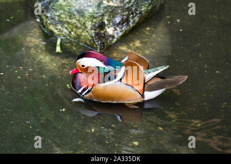 Un maschio di Anatra di mandarino (Aix galericulata) nuotare in un stagno Foto Stock