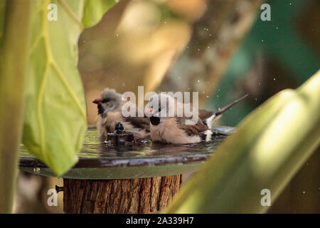 Coda di albero finch uccelli Poephila acuticauda in un bagno di uccelli la balneazione le loro ali e spruzzi di circa nell'acqua. Foto Stock