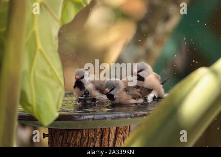 Coda di albero finch uccelli Poephila acuticauda in un bagno di uccelli la balneazione le loro ali e spruzzi di circa nell'acqua. Foto Stock