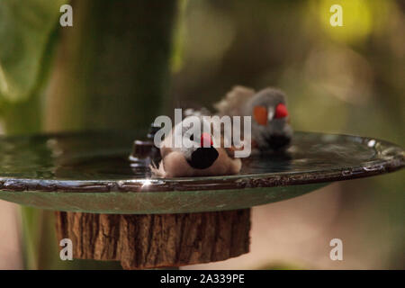 Coda di albero finch uccelli Poephila acuticauda in un bagno di uccelli la balneazione le loro ali e spruzzi di circa nell'acqua. Foto Stock