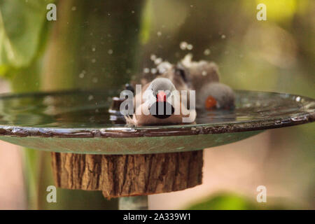 Coda di albero finch uccelli Poephila acuticauda in un bagno di uccelli la balneazione le loro ali e spruzzi di circa nell'acqua. Foto Stock