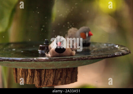 Coda di albero finch uccelli Poephila acuticauda in un bagno di uccelli la balneazione le loro ali e spruzzi di circa nell'acqua. Foto Stock