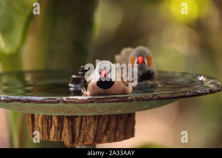 Coda di albero finch uccelli Poephila acuticauda in un bagno di uccelli la balneazione le loro ali e spruzzi di circa nell'acqua. Foto Stock