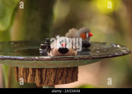 Coda di albero finch uccelli Poephila acuticauda in un bagno di uccelli la balneazione le loro ali e spruzzi di circa nell'acqua. Foto Stock