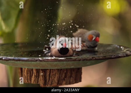 Coda di albero finch uccelli Poephila acuticauda in un bagno di uccelli la balneazione le loro ali e spruzzi di circa nell'acqua. Foto Stock