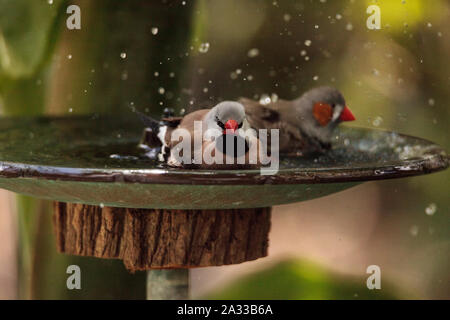 Coda di albero finch uccelli Poephila acuticauda in un bagno di uccelli la balneazione le loro ali e spruzzi di circa nell'acqua. Foto Stock