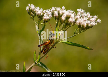 Grasshopper rilassante su un fiore Foto Stock
